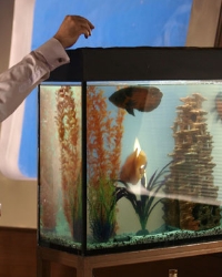аквариум хобби правильно выбрать установить аквариум