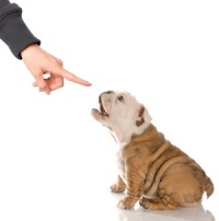 популярные мифы о собаках поведение