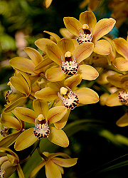Орхидеи: хобби королей