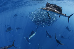 Подводная охота – хобби для экстремалов и не только для них