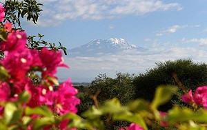 Вечер Бернса на горе Килиманджаро