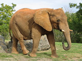 в ЮАР разрешили охоту на слонов