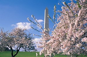 Отель Fairmont Washington DC приглашает на фестиваль цветения вишни