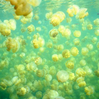 самые необычные озера мира Jellyfish Lake