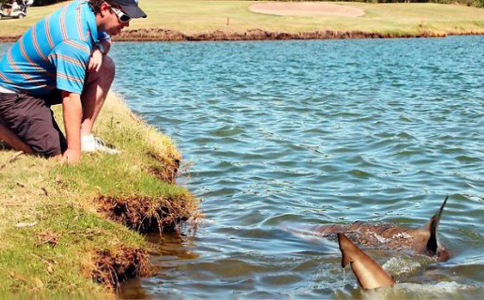 самые необычные озера мира Bull Sharks in Golf Lake