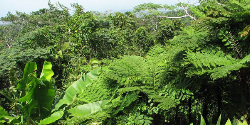 Тропические леса Папуа-Новая Гвинея 