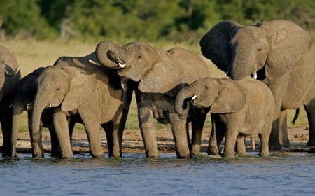 национальные парки Южной Африки Хванге Зимбабве