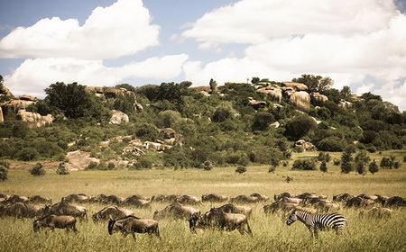 национальные парки Восточной Африки Серенгети Танзания