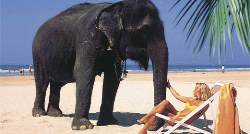 Шри-Ланка: там, где по улице водят слона