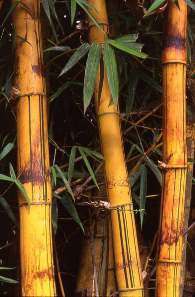 bamboo