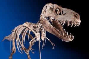 скелет динозавра для гостиной