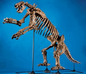 Скелет древнего ленивца за 450 тысяч долларов 