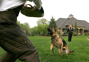 Собака-телохранитель за 230 тысяч долларов