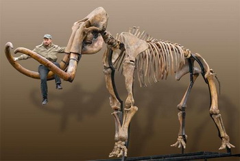 Скелет гигантского мамонта выставлен на продажу