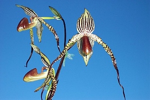 Самая дорогая в мире орхидея
