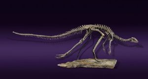 Скелет динозавра выставлен на аукцион