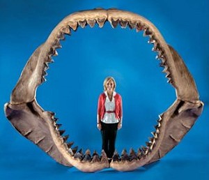 Самая большая в мире челюсть акулы будет продана с аукциона