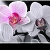 Орхидея фаленопсис: для начинающих орхидоманов