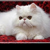 Персидские кошки
