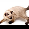 Сиамские кошки