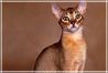 Абиссинская кошка: африканский подарок Европе