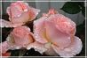 Уход за розами: королева цветов в домашних условиях