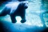 Канада готова потратить 420 тысяч долларов на каждого белого медведя